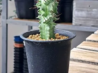 ユーフォルビア全鉢点検その４.ホリダモン…