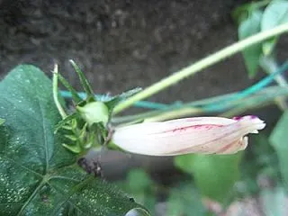 種ができた