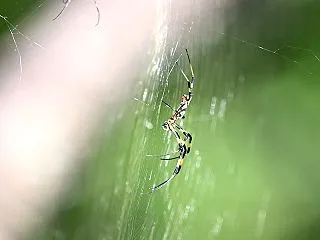 昆虫の話