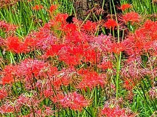 埼玉県日高市巾着田曼珠沙華公園#誕生日は…