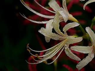 白花に紅を添えて