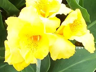 カンナの花＆登山の日他♪(o^^o)