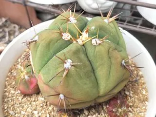 日は出ても涼しめ