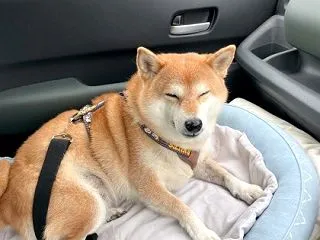 飛鳥Ⅲの旅へ 10月3日