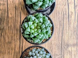 ハオルチア秋の植え替え始めと交配たちの成…
