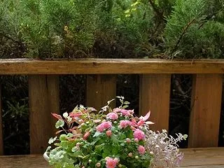 【秋の寄せ植え】小さくて丸いマムとリーフ…