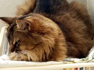 ワクチン接種