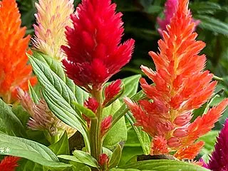 ケイトウの花＆天使の日他♪(^_^｡)