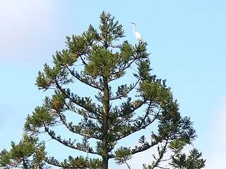 外来種