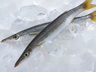 魳（カマス）