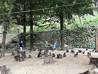 [九州2026] (41) 高崎山自然動…