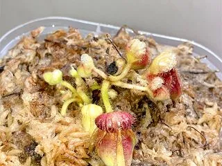 セファロタス成長記録=2026/10月4…