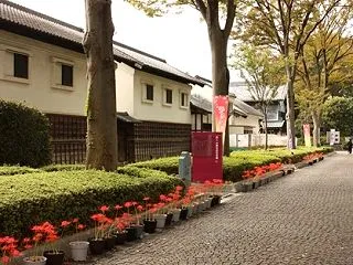 府中郷土の森（１）彼岸花