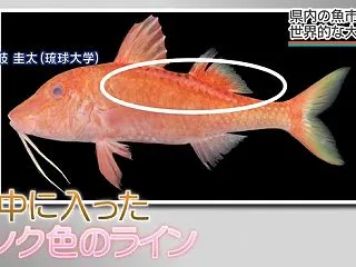 市場の雑魚が世界2例目の激レア珍魚