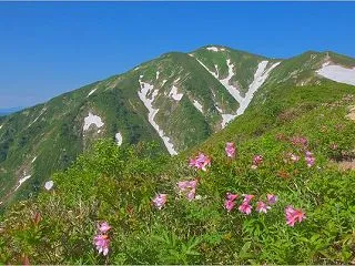  ヒメサユリ咲く大朝日岳