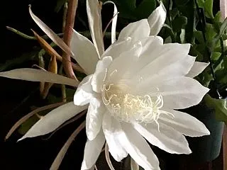 今年３回目の歌麿呂美人の開花