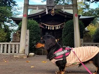 神様を祀る特別な月の始まり【今週の週詣り…