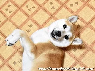 ゴロリ～ン♪