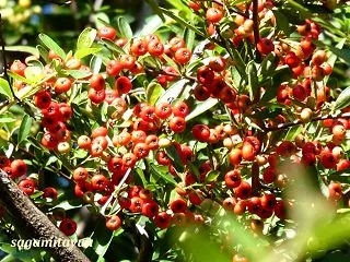 「県立相模原公園」では「トキワサンザシ」…