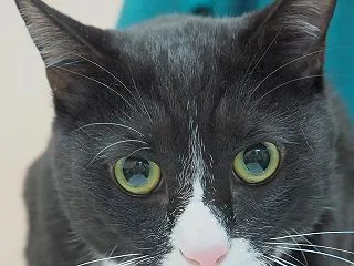 兄弟猫ちゃんのワクチン