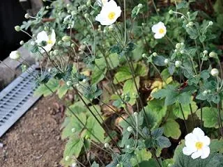 秋明菊が咲き始めた