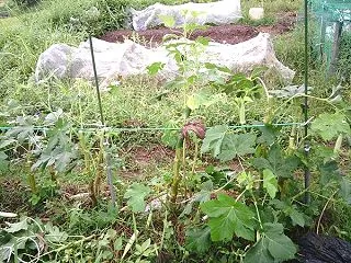 オクラ 若返り剪定うまくいったようです(…