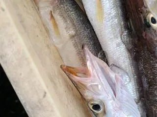 カマス