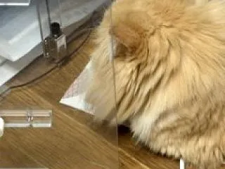 【ラガマフィン編】ココの異変56・・猫で…