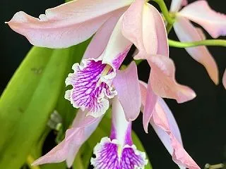C.maxima Tall