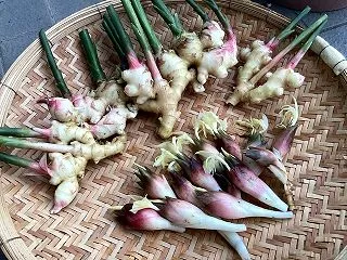 秋ミョウガの収穫