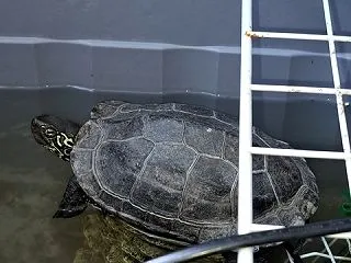 亀飼ってるけど本当に懐くのか？