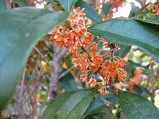 金木犀の花