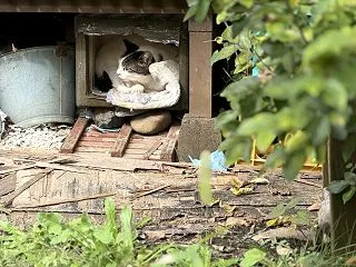 お昼のおばあちゃん野良猫「おばあにゃん」