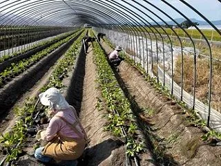 イチゴの植え付け