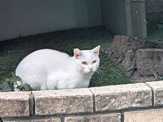 ２日ぶりのシロにゃん。
