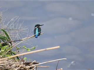 翡翠