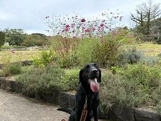 コスモス～
