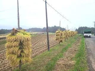 今年の稲刈りは雨続きで大変でした！ ふく…