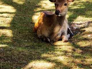 木陰で休憩中の若雄鹿