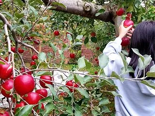 「紅玉りんごのもぎ取り体験」好評開催中!…