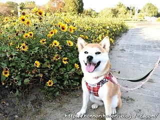鈴鹿フラワーパークで夕散歩♪