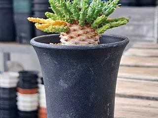 ユーフォルビア全鉢点検その６.フラナガニ…