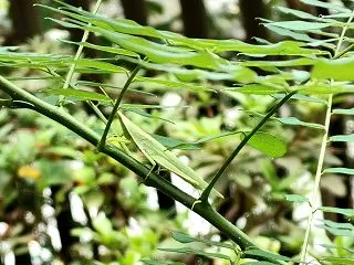 自然に溶け込むバッタ