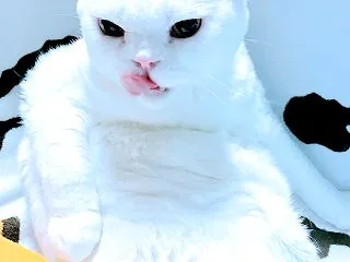 可児村山本ガイコツ出汁うどん💀ってどんな…