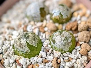 花の湯「Green marche」に行っ…