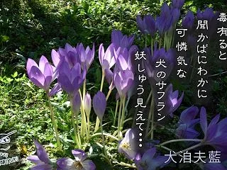 「イヌサフラン」