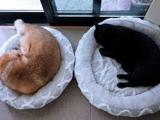 しあわせは、犬と猫と寝て待て。