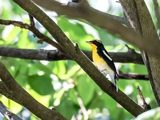 渡り途中のキビタキ