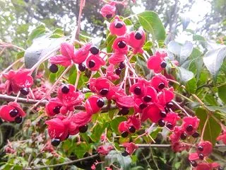 林道の花