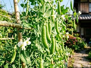 秋から始める！スナップエンドウのプランタ…